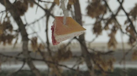 Titmouse eats bacon (5) Vidéo 48631397