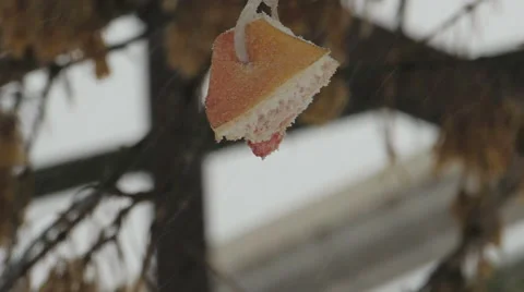 Titmouse eats bacon (6) 库存影片 48631411