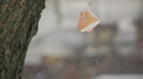 Titmouse eats bacon (7) Video stock 48631421