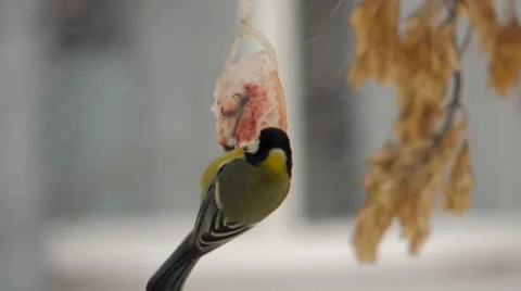 Titmouse eats bacon (8) Stockbeeldmateriaal 48631396