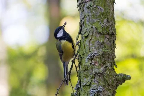 Titmouse eats a beetle on a tree in the park. Birds Stock Photos