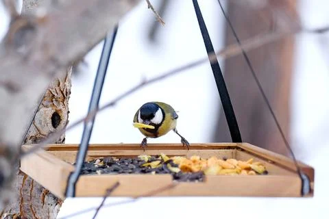 The titmouse eats chips in the feeder. Parus with a yellow belly has lunch Stock Photos
