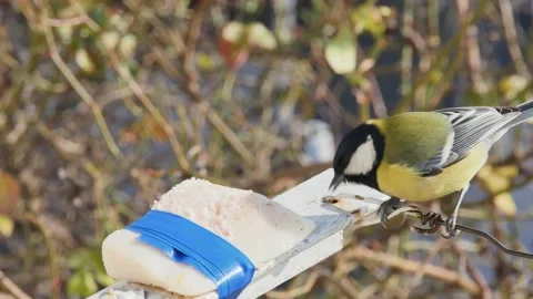 Titmouse eats fat on a blurred background 库存影片 232831212