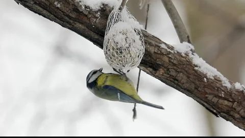 A titmouse eats a fat Stockbeeldmateriaal 231035251