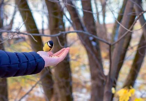 Titmouse eats feed from the hands of human. Stock Photos