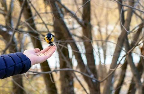 Titmouse eats feed from the hands of human. Stock Photos
