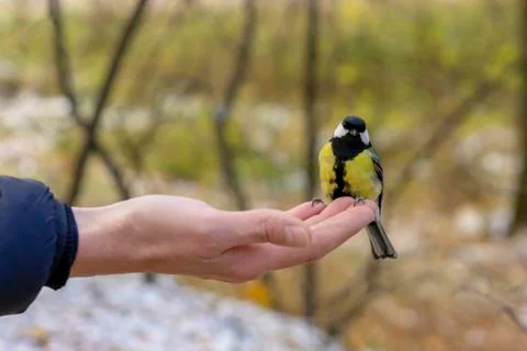 Titmouse eats feed from the hands of human. Stock Photos