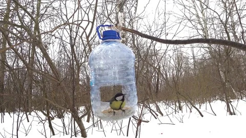 Titmouse eats food in the feeder. Stock Footage 151025943
