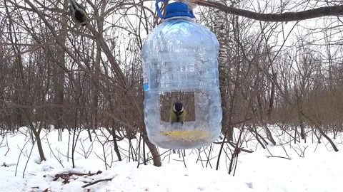 Titmouse eats foodTwo titmouses fly around the bird feeder. Stock Footage 152035175