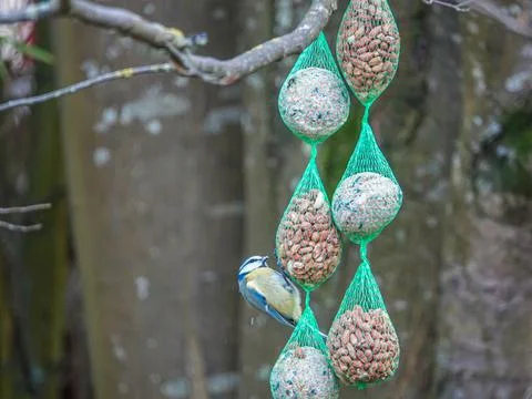 Titmouse eats grain in bird feeder Stock Photos