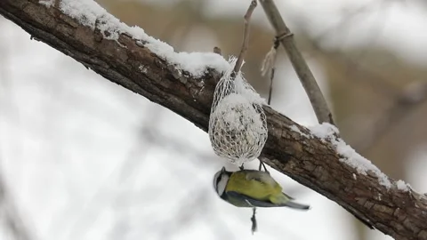 Titmouse eats lard Stock Footage 148996610