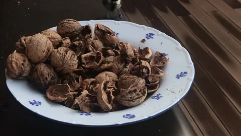 Titmouse eats nuts and fly away Vídeos de archivo 135544533