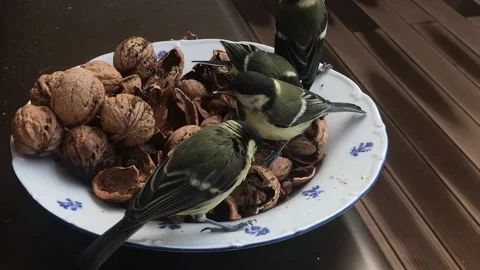 Titmouse eats nuts Vídeos de archivo 135545123