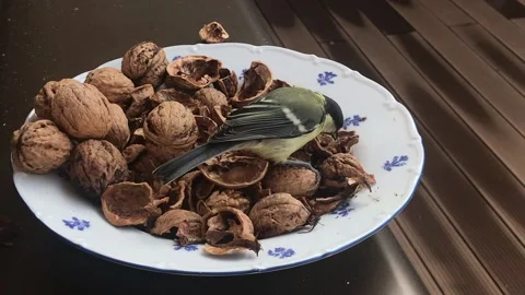 Titmouse eats nuts Vídeos de archivo 135546422