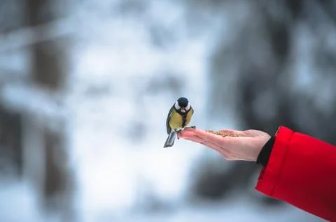 The titmouse eats nuts from a palm Stock Photos