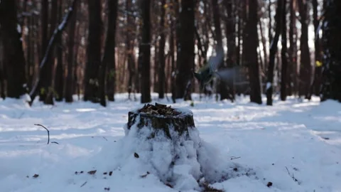 Titmouse eats nuts on a stump in the forest in winter Stock Footage 228675358