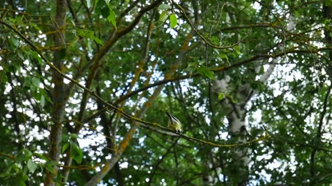 Titmouse eats pests on a branch in the forest. Stock Footage 249609492