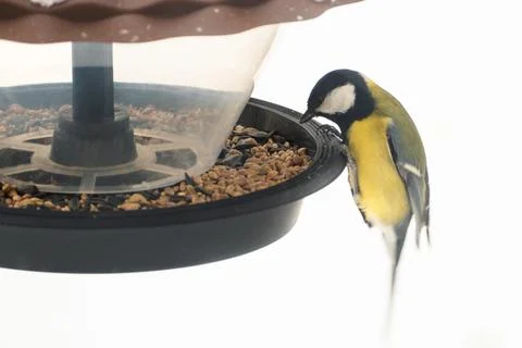 A titmouse eats seeds and bird food from a plastic feeder Stock Photos