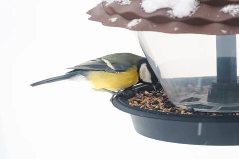 A titmouse eats seeds and bird food from a plastic feeder Stock Photos