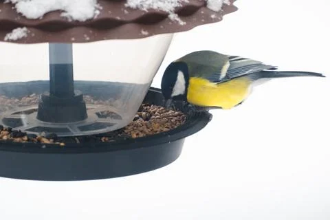 Titmouse eats seeds and bird food from a plastic feeder Stock Photos