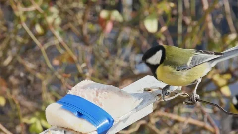 Titmouse eats tethered saloon on the balcony against the background of branc 스톡 동영상 232831217