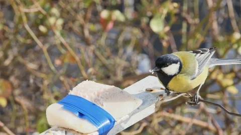 Titmouse eats tied raw fat against the background of branches Видео 232831292