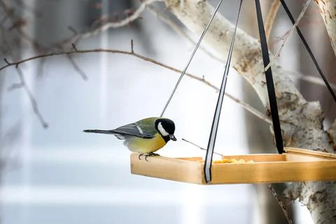 Titmouse eats from the trough. Bird with yellow belly Stock Photos