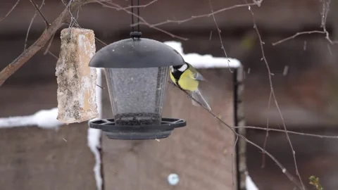 Titmouse, feeder, birds, poor tit, great tit, seeds, fly, eat, winter snow Stock Footage 147653783