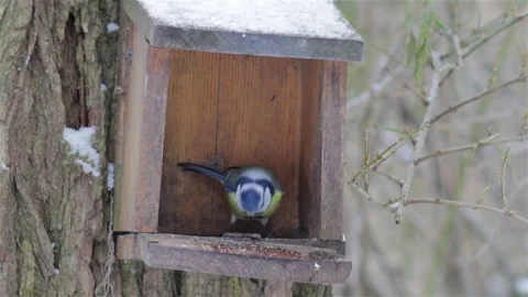 Titmouse at feeder Stock Footage 70659538