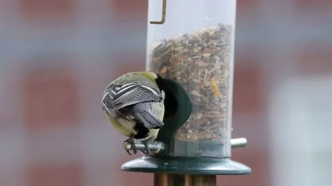 A titmouse at a feeder Stock-Footage 152256168