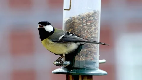 A titmouse at a feeder Stock-Footage 152257227