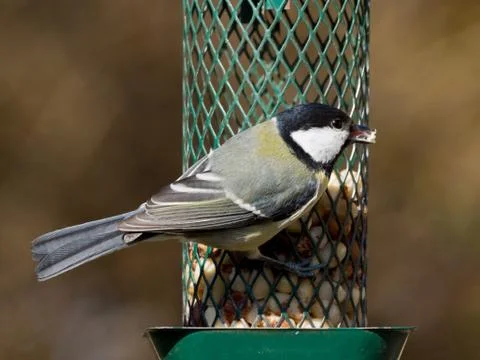 Titmouse on feeder Stock Photos