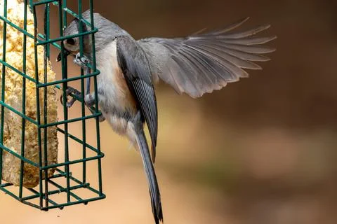 Titmouse on a Feeder Foto stock