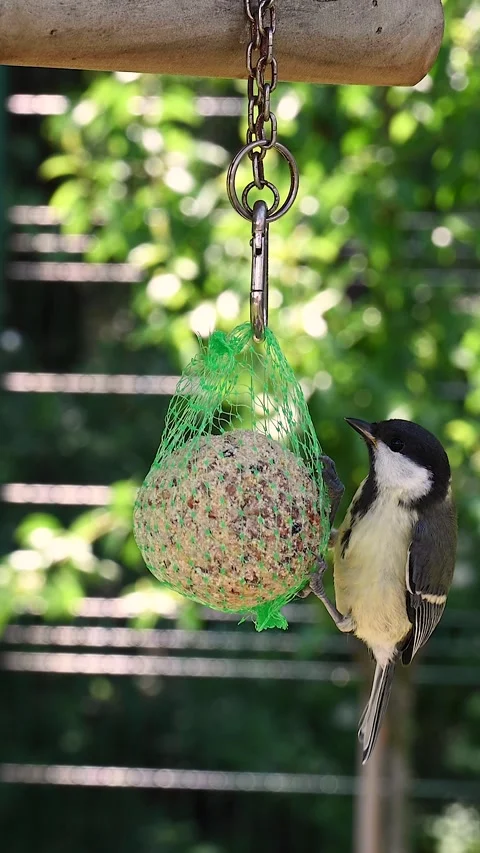 Titmouse Feeding Stock Footage 197387958
