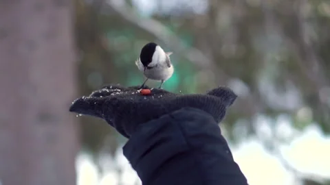 Titmouse feeding from persons gloved hand. Stock Footage 322511681