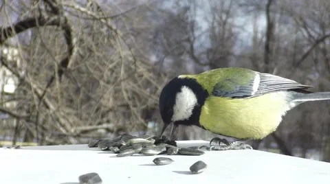 Titmouse at a feeding trough Stock Footage 56763820