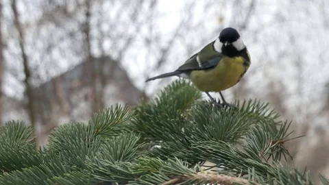 Titmouse on a fir-tree branch. Video stock 116883711