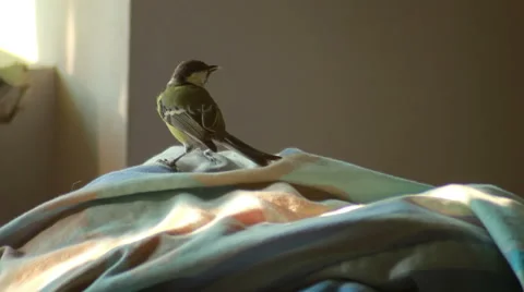 Titmouse Flew Into The Room Stock Footage 40637619