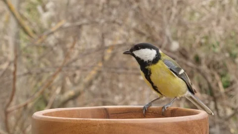 A titmouse flies to the bird feeder. Stock Footage 345910203