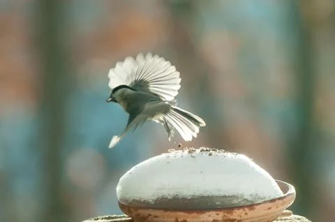 Titmouse in flight in the snow 스톡 사진