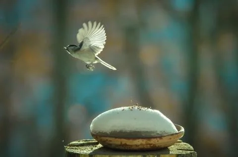 Titmouse in flight in the snow 스톡 사진