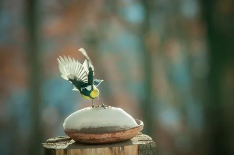 Titmouse in flight in the snow Stock Photos