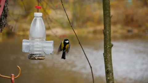 Titmouse flutters at the feeder Stock Footage 165131100
