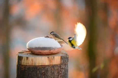 Titmouse flying Stock Photos