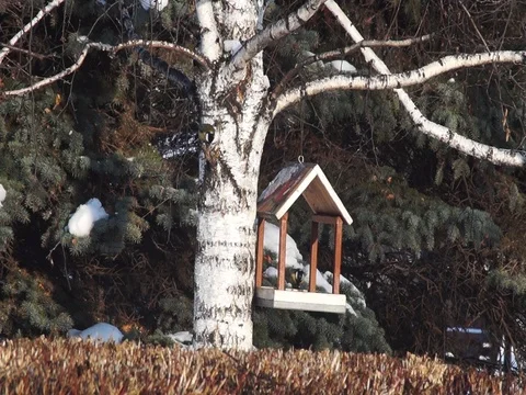 Titmouse Stock Footage 121794796
