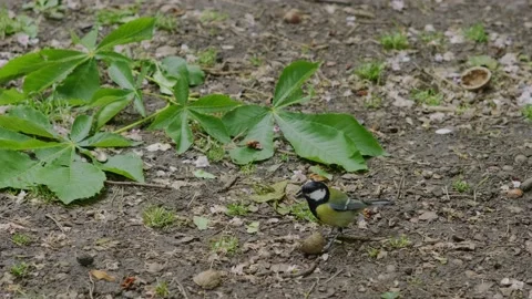 Titmouse Stock Footage 194115917