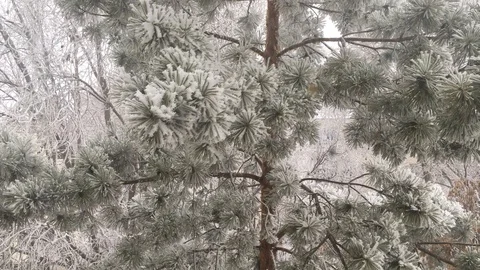 Titmouse on a frosty pine Stock Footage