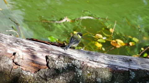 A titmouse gallops a log on the river bank. Stockbeeldmateriaal 160353897