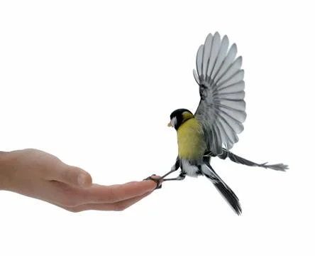 Titmouse on a hand. Stock Photos