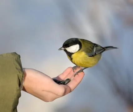 Titmouse on a hand. Stock Photos